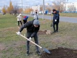 Яр Чаллыда 13 меңгә якын агач һәм куак утыртылды