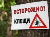 В Татарстане работает "горячая линия" по профилактике клещевых инфекций