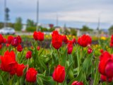 В Набережных Челнах ожидается дождь