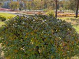 Погода в Набережных Челнах на 15 октября