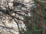 Погода в Набережных Челнах на 11 декабря
