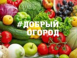 Челнинцы выяснят, у кого самый добрый огород