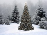 Чаллыда өч көн дәвамында чыршы тапшырырга мөмкин