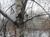 В Набережных Челнах прогнозируется метель с усилением ветра