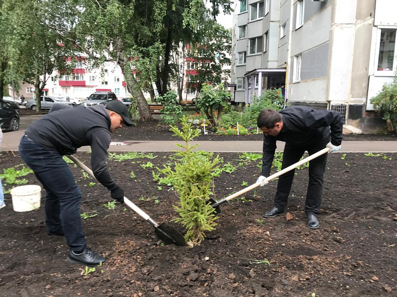 30 молодых елей и рябин появились сегодня во дворе дома 6/01