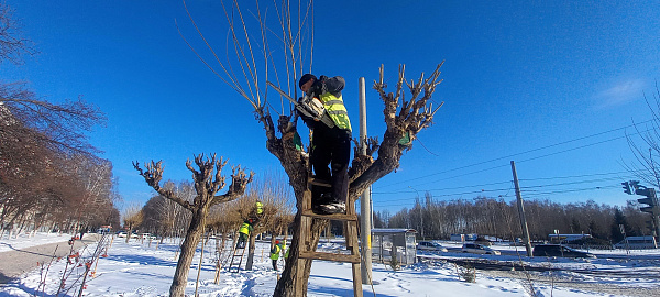 Сотрудники Горзеленхоз приступили к санобработке деревьев