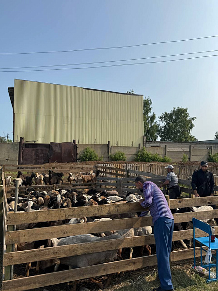 В Набережных Челнах празднуют Курбан-байрам